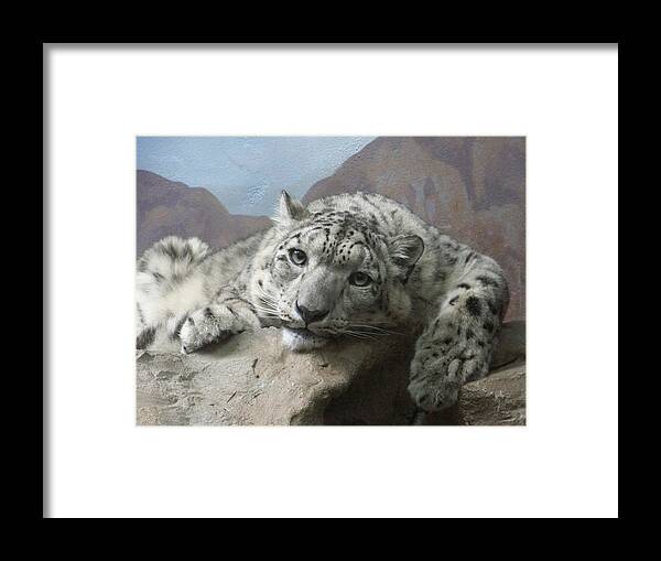 Snow Leopards Framed Print featuring the photograph Snow Leopard Relaxing by Ernest Echols