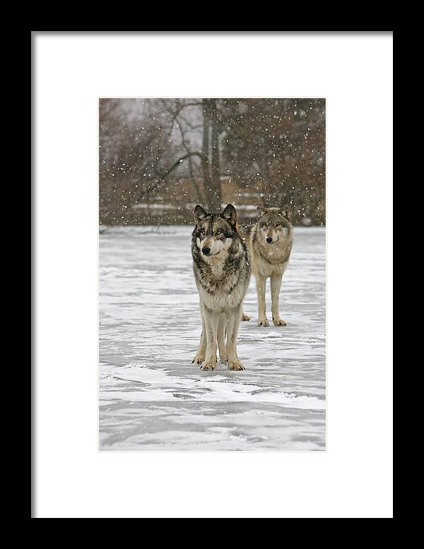 Wolf Wolves Pair Grey Timberwolf Canis Lupis Animal Wildlife Photography Photograph Snow Framed Print featuring the photograph Snow Mates by Shari Jardina