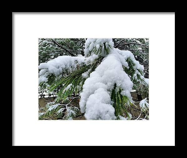 Snow Framed Print featuring the photograph Snow on Evergreen Branch by Vic Ritchey