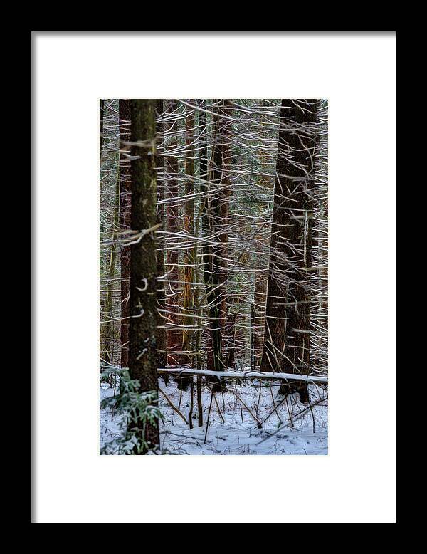Thick Framed Print featuring the photograph Snow on limbs in thick woods by Dan Friend