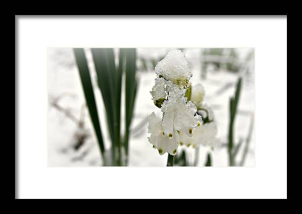 Nature Framed Print featuring the photograph Snow on Snowdrops by KATIE Vigil