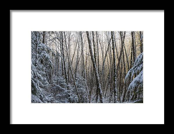 Snow Framed Print featuring the photograph Snow on the Alders by Robert Potts