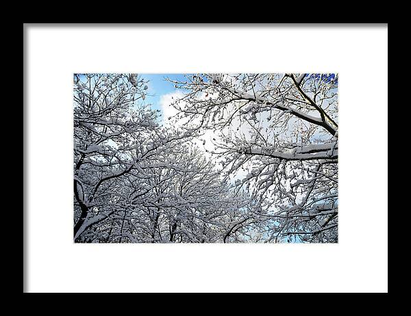 Snow Framed Print featuring the photograph Snow on trees by Tamar Mirianashvili
