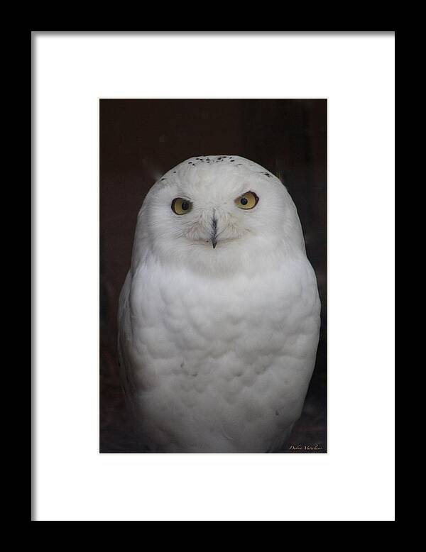 Snow Owl Framed Print featuring the photograph Snow Owl by Debra   Vatalaro