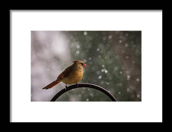 Terry D Photography Framed Print featuring the photograph Snow Showers Female Northern Cardinal by Terry DeLuco
