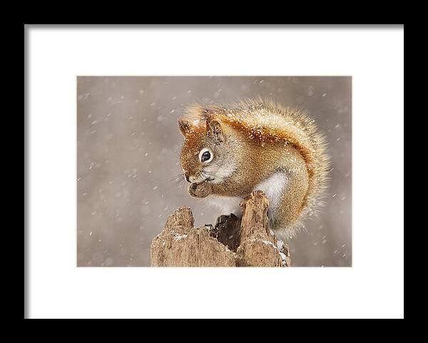 Nature Framed Print featuring the photograph Snow Storm by Mircea Costina