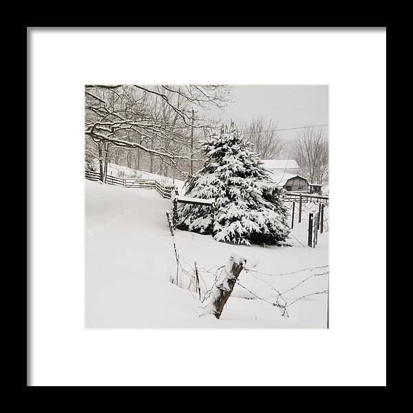  Framed Print featuring the photograph Snow Tree by Chuck Brown