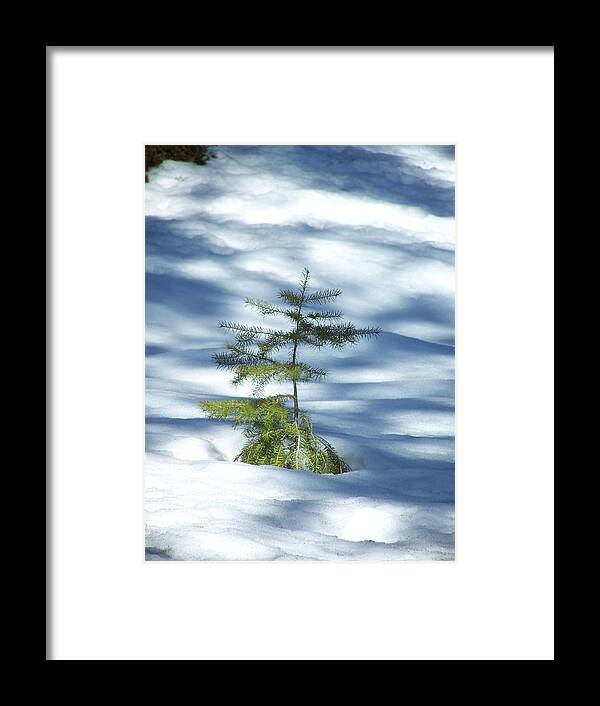 Sappling Framed Print featuring the photograph Snow Tree by Gene Ritchhart