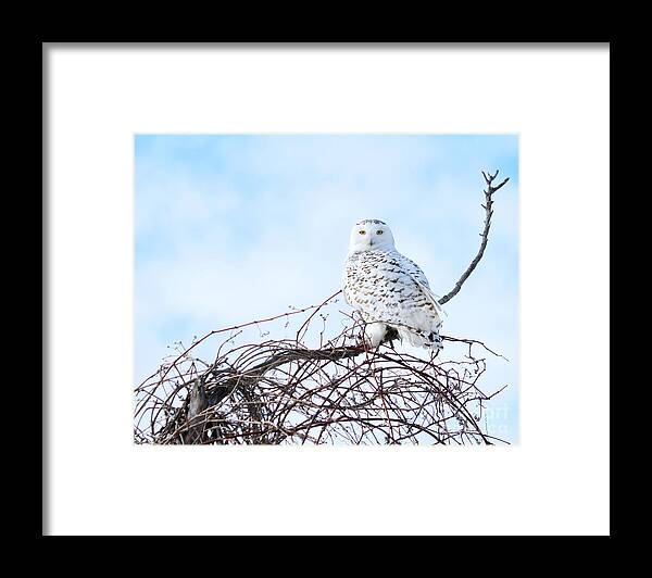 Snowy Owl Framed Print featuring the photograph Snow White by Heather King