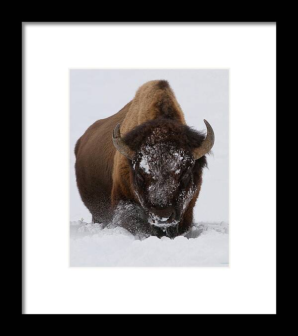 Bison Framed Print featuring the photograph Snowbound by Sandy Sisti