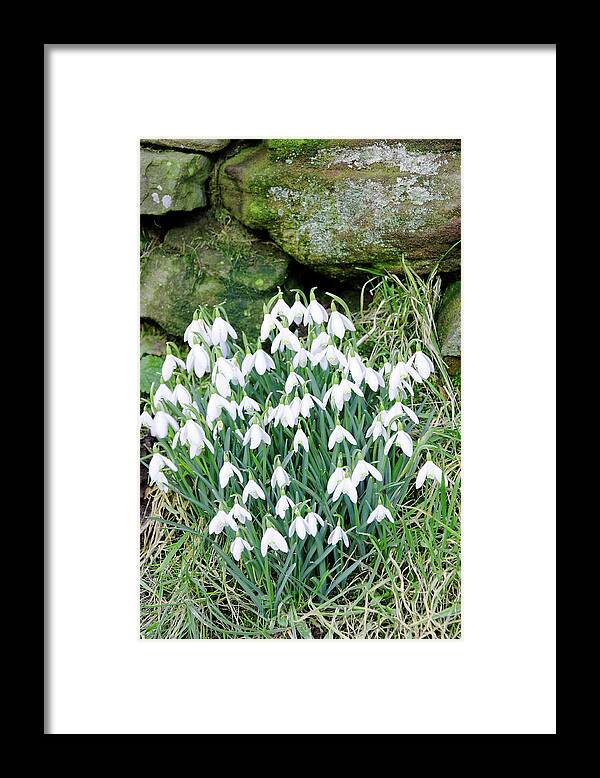 Flowers Framed Print featuring the photograph Snowdrops by the Wall by Rod Johnson