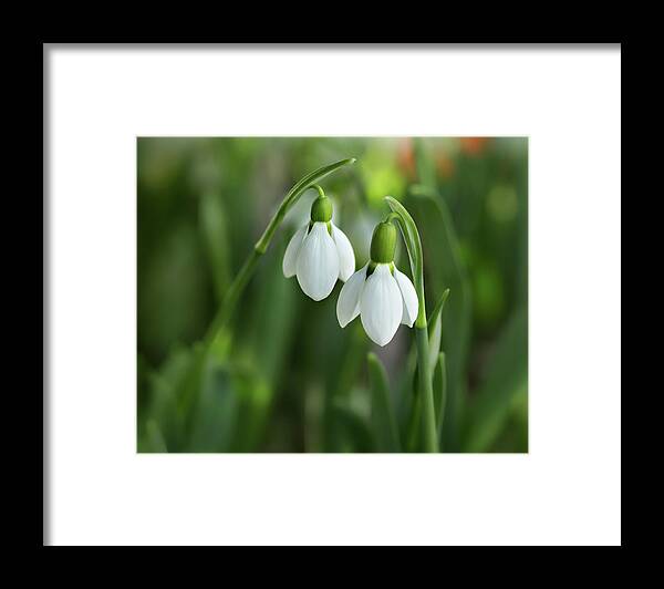 Spring Framed Print featuring the photograph Snowdrops by Mary Jo Allen