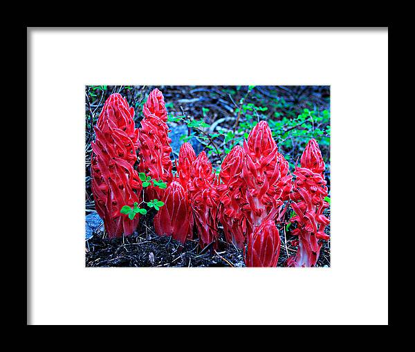 Lake Tahoe Framed Print featuring the photograph Snowflower Pow Wow by Sean Sarsfield