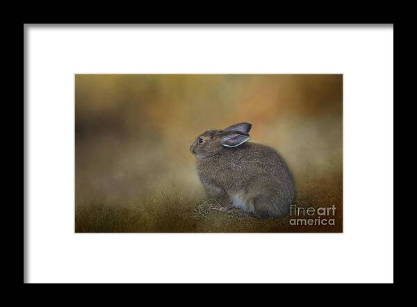 Snowshoe Hare Framed Print featuring the photograph Snowshoe Hare by Eva Lechner