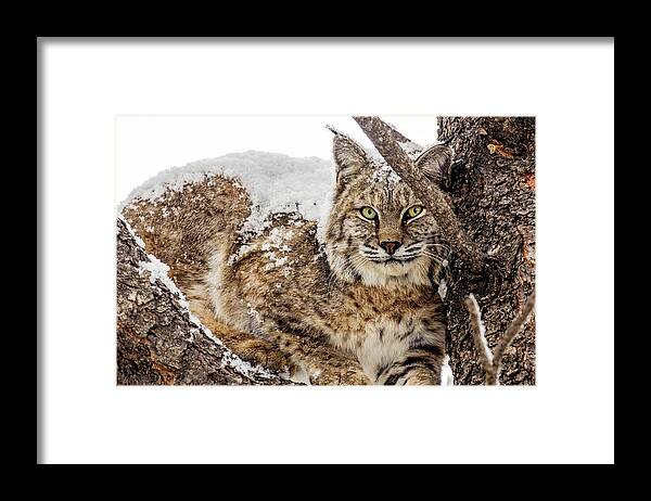Categories Framed Print featuring the photograph Snowy Bobcat by Dawn Key