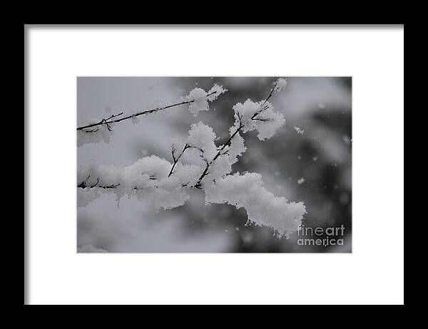 Snowy Framed Print featuring the photograph Snowy Branch by Leone Lund