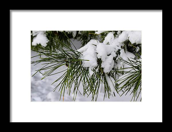 Snow Framed Print featuring the photograph Snowy Branch by Nicole Lloyd