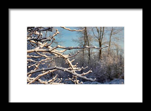 Snow Framed Print featuring the photograph Snowy Branches by Brian Eberly