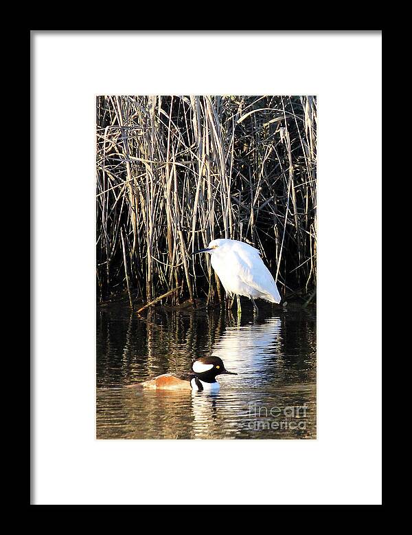 Snowy Egret And A Guy From The Hood Framed Print featuring the photograph Snowy Egret and a Guy from the Hood by Jennifer Robin