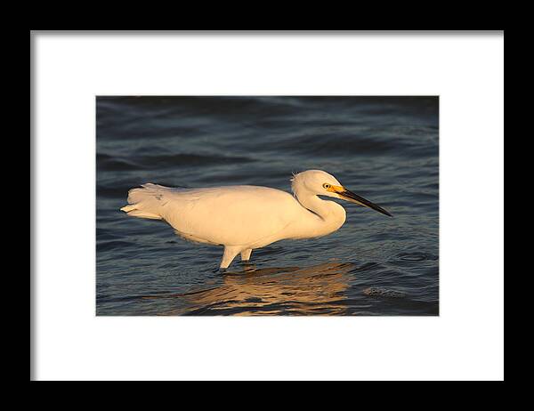 Egret Framed Print featuring the photograph Snowy Egret By Sunset by Christiane Schulze Art And Photography