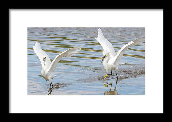 Snowy Framed Print featuring the photograph Snowy Egret Chase 1382-111317-3cr by Tam Ryan