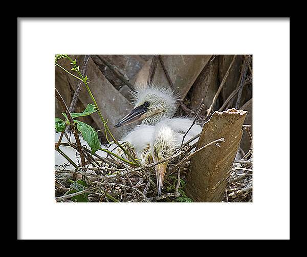 Wildlife Framed Print featuring the photograph Snowy Egret Chick Family by Kenneth Albin
