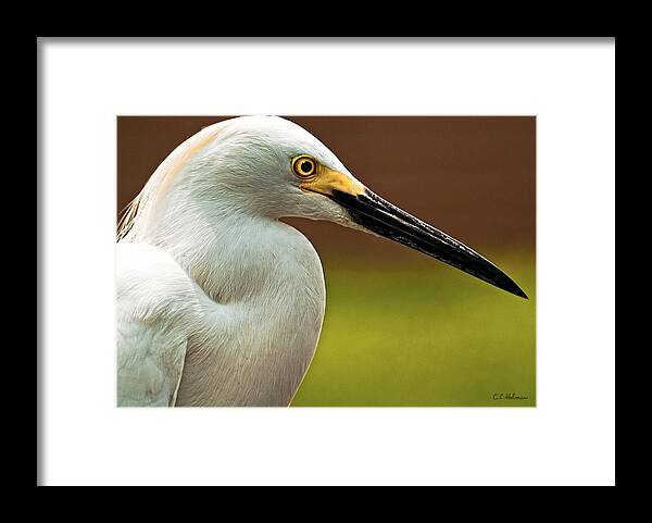 Egret Framed Print featuring the photograph Snowy Egret by Christopher Holmes