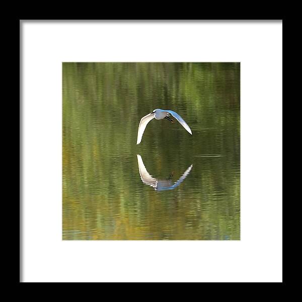 Snowy Egret Framed Print featuring the photograph Snowy Egret Flight Reflection by Tam Ryan