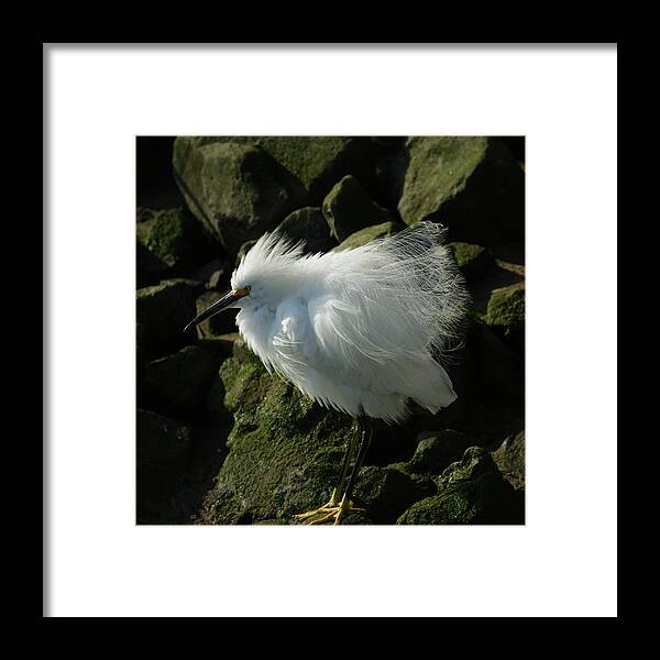Animals Framed Print featuring the photograph Snowy Egret Fluffy by Ernest Echols
