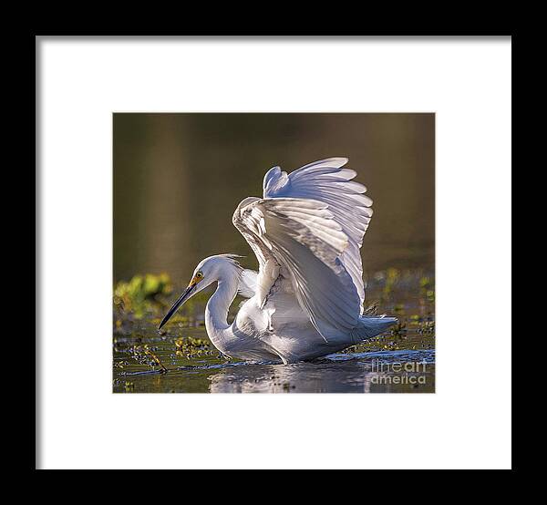 Nature Framed Print featuring the photograph Snowy Egret Hunting - Egretta Thula by DB Hayes