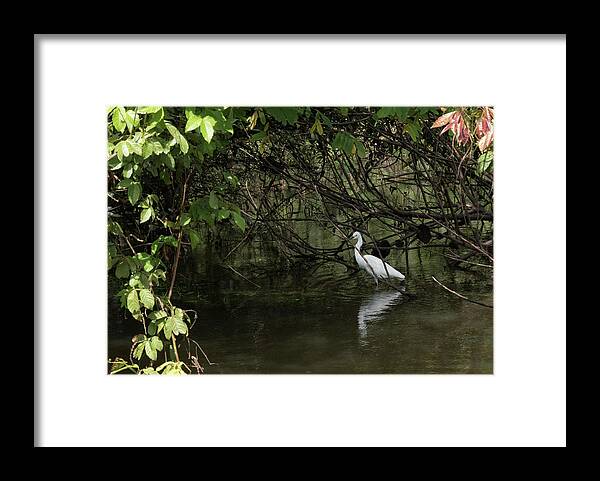 Egret Framed Print featuring the photograph Snowy Egret by Jessica Levant