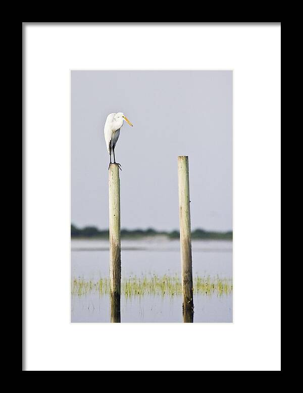 Snowy Framed Print featuring the photograph Snowy Egret on Pilings by Bob Decker