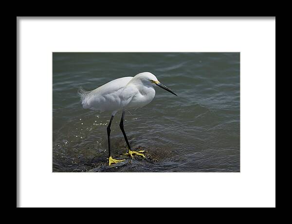 Egret Framed Print featuring the photograph Snowy Egret on Rock by Bradford Martin