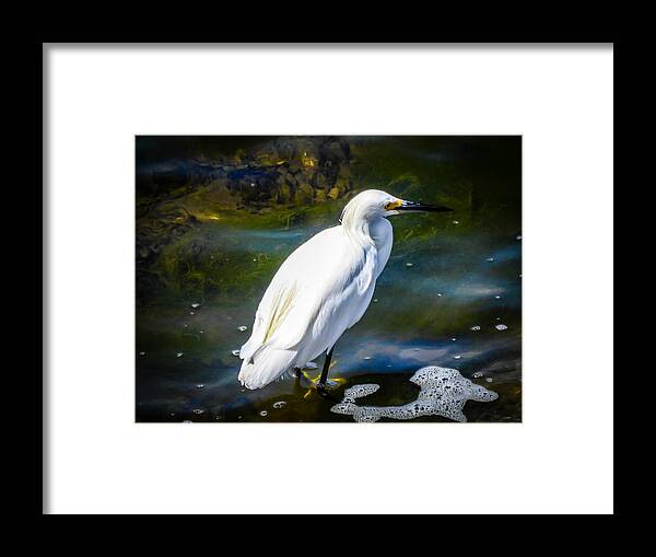 Snowy Egret Framed Print featuring the photograph Snowy Egret by Pamela Newcomb