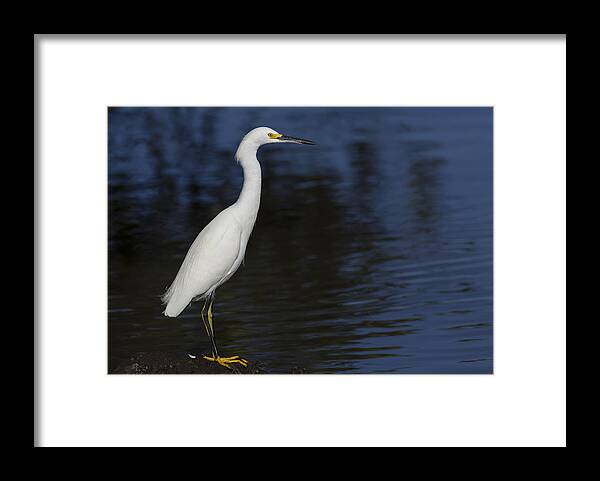 Snowy Framed Print featuring the photograph Snowy Egret perched on a rock by David Watkins