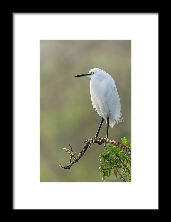 Dawn Currie Photography Framed Print featuring the photograph Snowy Egret Portrait by Dawn Currie
