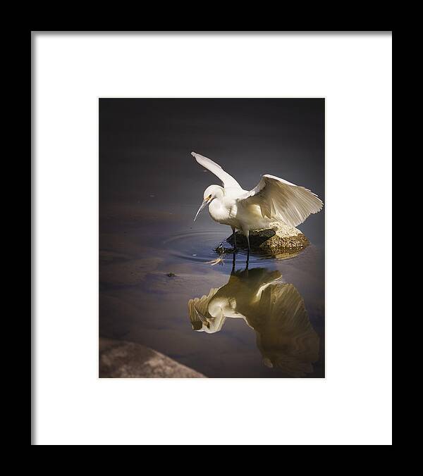 Egret Framed Print featuring the photograph Snowy Egret Reflection by Janis Knight