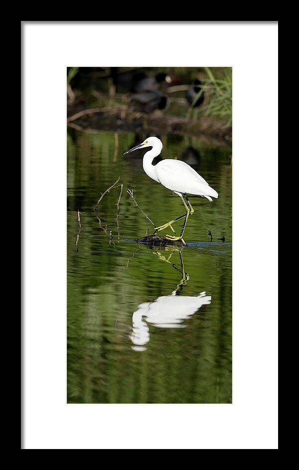 Egret Framed Print featuring the photograph Snowy Egret Reflection by Mark Harrington