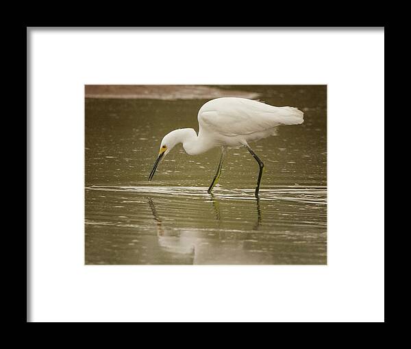 Snowy Egret Framed Print featuring the photograph Snowy Egret Soft Reflection 5769-112717-2cr by Tam Ryan