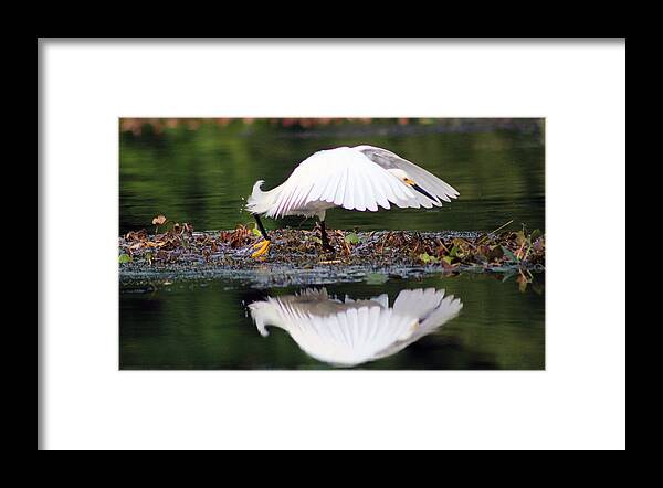 Bird Framed Print featuring the photograph Snowy Egret Taking Flight by DB Hayes