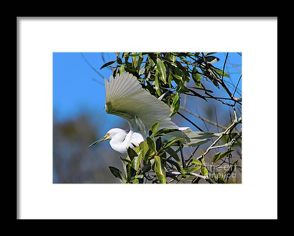 Nature Framed Print featuring the photograph Snowy Egret Taking Flight - Egretta Thula by DB Hayes