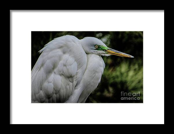 Egret Framed Print featuring the photograph Snowy Egrets by Dawn Gari