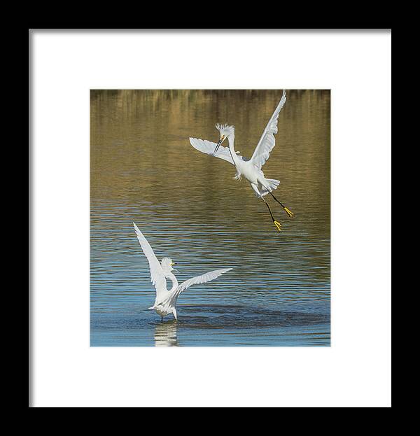 Snowy Framed Print featuring the photograph Snowy Egrets Dispute 3612-112317-1cr by Tam Ryan