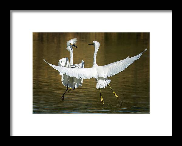 Snowy Framed Print featuring the photograph Snowy Egrets Fight 3638-112317-2cr by Tam Ryan