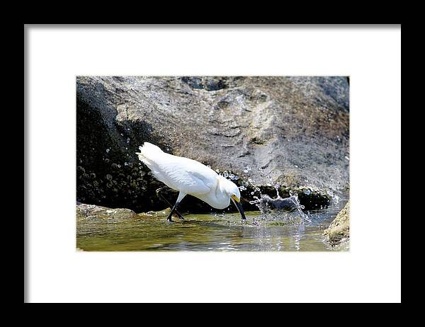 Snowy Egret Framed Print featuring the photograph Snowy Egrets Splash by Carol Montoya