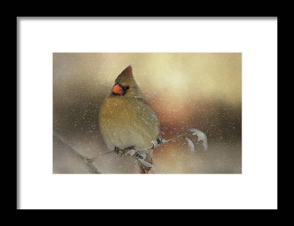 Animal Framed Print featuring the photograph Snowy Female Cardinal by Lana Trussell