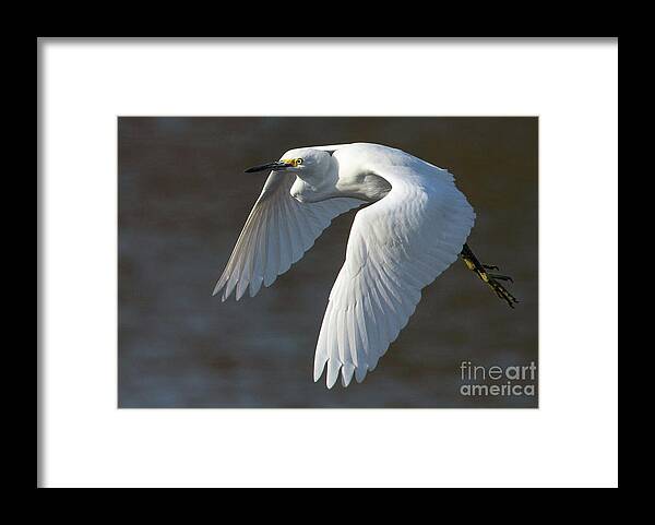Snowy Egret Framed Print featuring the photograph Snowy Hop by Art Cole