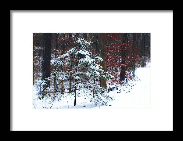 Pine Framed Print featuring the photograph Snowy Little Fir by Sandy Moulder