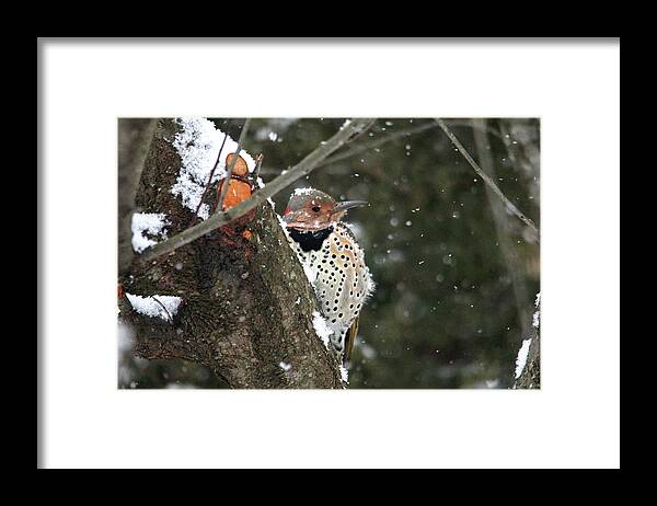 Birds Framed Print featuring the photograph Snowy Northern Flicker by Trina Ansel