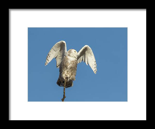Snowy Owl (bubo Scandiacus) Framed Print featuring the photograph Snowy Owl 2018-17 by Thomas Young